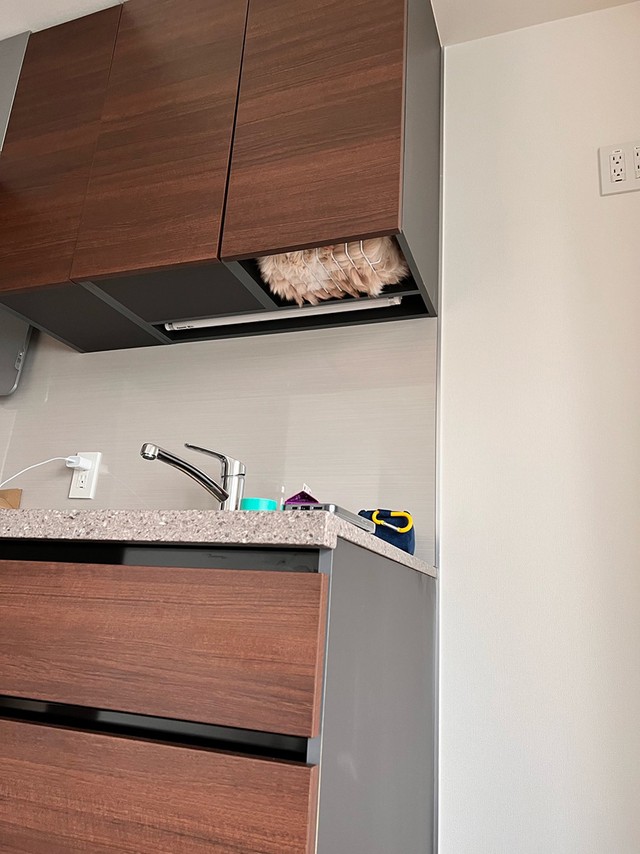 「きなこくんを探せ」！？（画像提供：きなこさん）