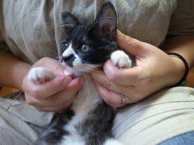 ミルクを与え赤ちゃん猫を養育　ミルクボランティアの苦労と喜び