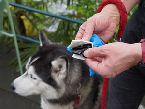 許すまじ犬のフン　DNA追跡を目指した北イタリアの観光地の今