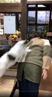えいっ（画像提供：こもぎぎさん、動画よりキャプチャ）