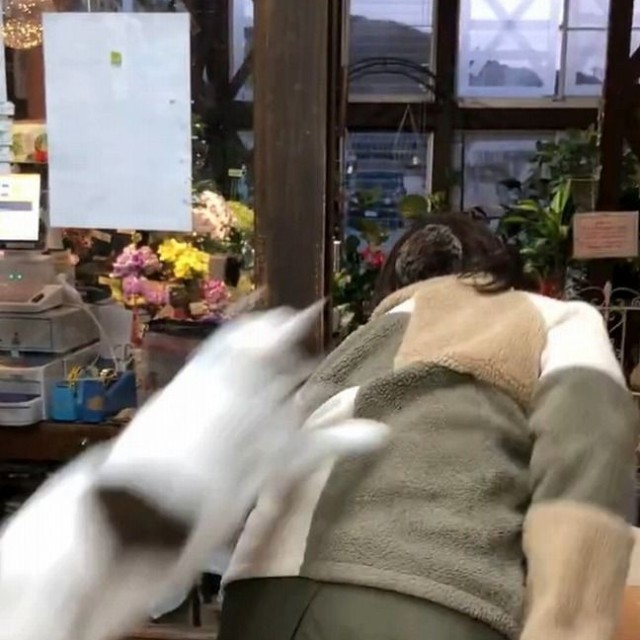 えいっ（画像提供：こもぎぎさん、動画よりキャプチャ）