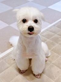 ごはん大好き！ ペロッと舌を出すきなりくん（画像提供：きなりさん）