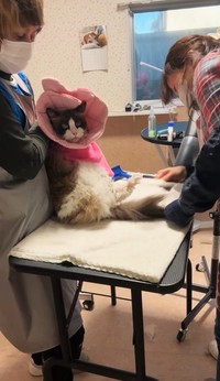 最後までがんばりました！（「ドッグサロンmarching」さん提供、Instagramよりキャプチャ撮影）