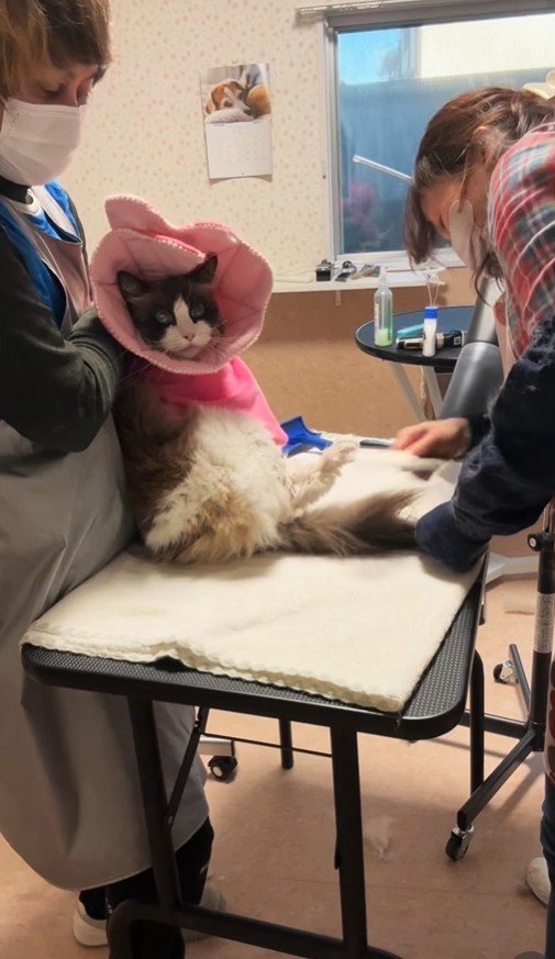 最後までがんばりました！（「ドッグサロンmarching」さん提供、Instagramよりキャプチャ撮影）