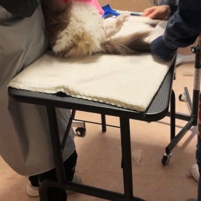 最後までがんばりました！（「ドッグサロンmarching」さん提供、Instagramよりキャプチャ撮影）