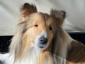 運命的な出会いを経て家族になった　シェットランド・シープドッグ「チェリー」