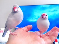 飼い主さんの手のひらにとまる御萩ちゃん（左）と御米ちゃん（右）（画像提供：白 御米と御萩さん）