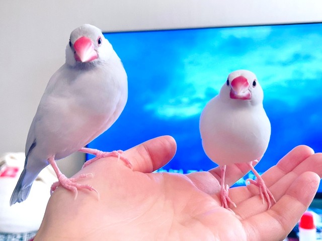 飼い主さんの手のひらにとまる御萩ちゃん（左）と御米ちゃん（右）（画像提供：白 御米と御萩さん）