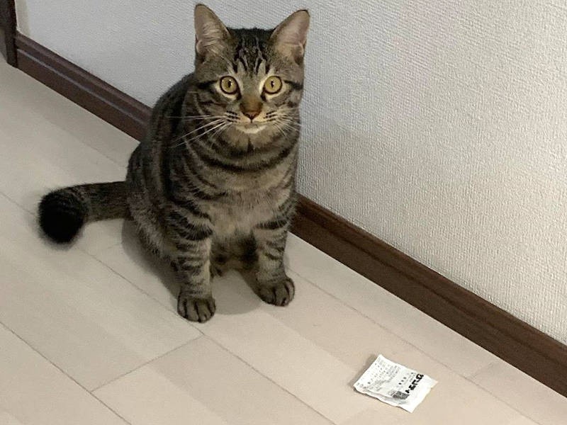 レシートを拾ってきていたずら