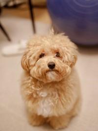 正面からのからあげちゃん（提供：からあげという犬さん）