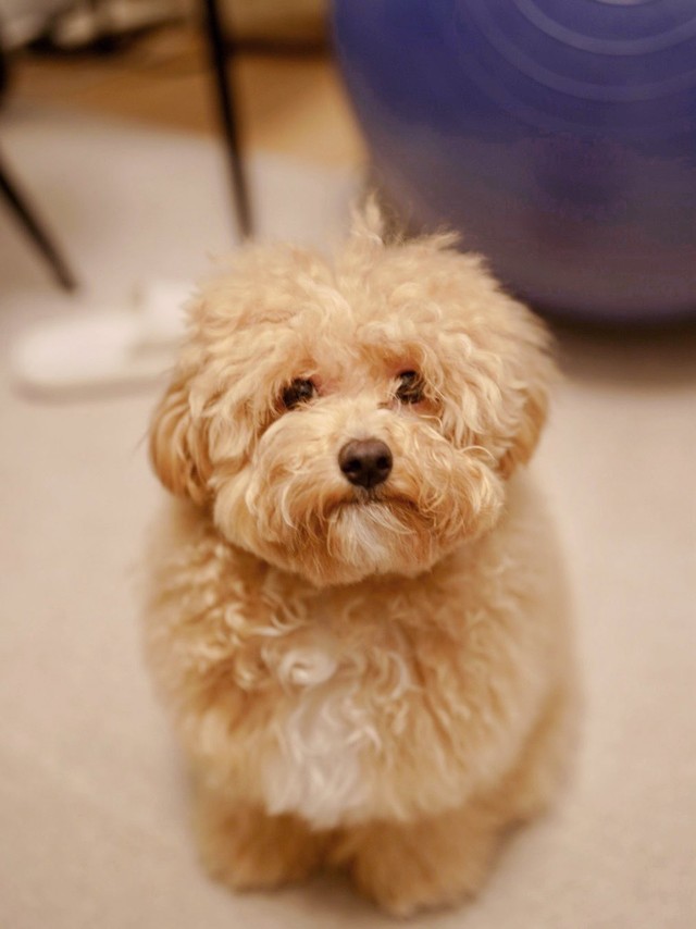 正面からのからあげちゃん（提供：からあげという犬さん）