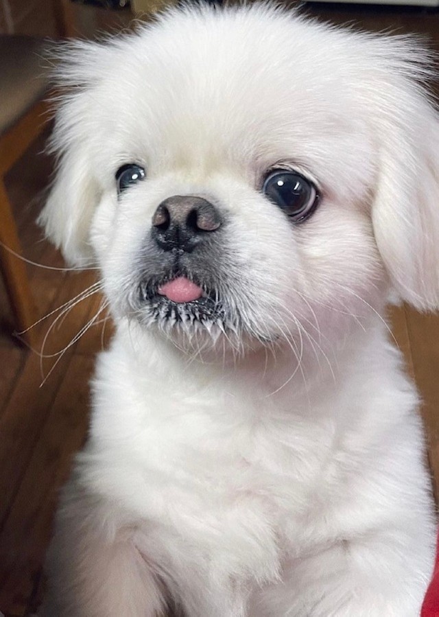 シートの隙間で「四角」になっていたボーノくん（Instagramから／提供：ボーノさん）