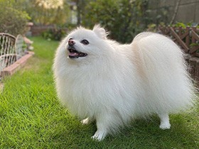 お仏壇の前でかわいがってくれた亡き父を思う　ポメラニアン「ネオ」