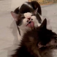 デカッちくんの毛繕いをするブッチんくん（動画からキャプチャー／提供：パクもりさん）