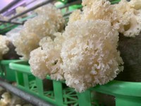 さまざまなきのこ類を栽培、販売している七海きのこセンター（渡辺海さん提供）