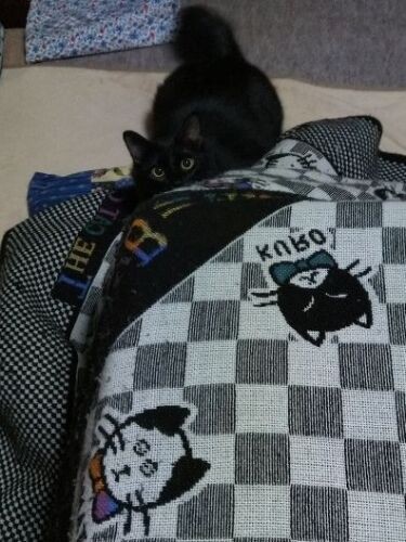 コタツで樹利さんと寝るのが好き「最近仲良しだよ」（利恵さん提供）