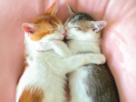 元保護猫のきょうだい猫「アメリ」と「カヌレ」　すくすく成長ずっと仲良し