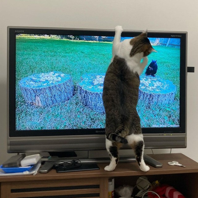 猫用テレビにハマっているはっちゃん