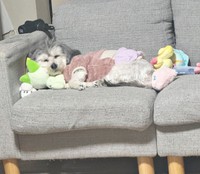 ソファの上でぐっすり眠るつんちゃん（画像提供：つんこむさん）