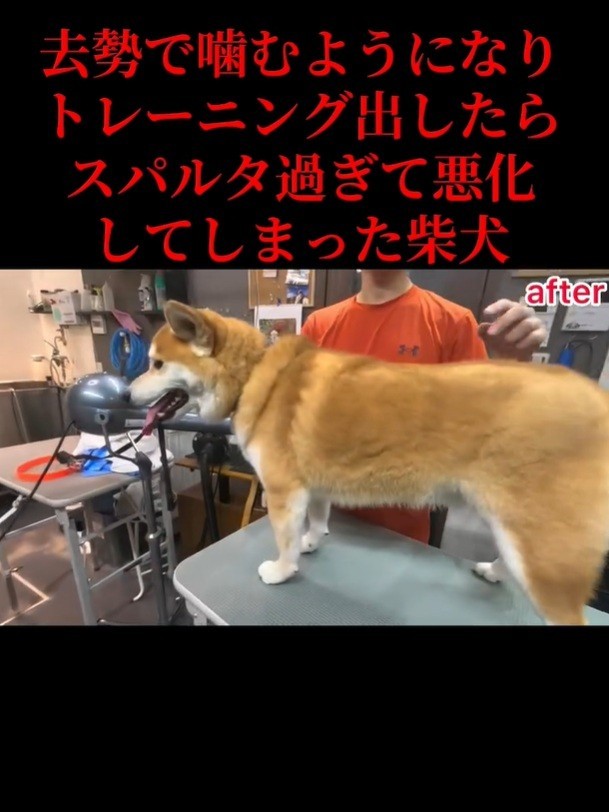 きれいになりました！（「Dog サロン　palm」さん提供、Instagramよりキャプチャ撮影）