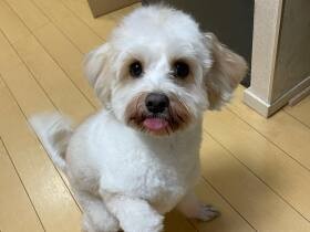 キャバリア×ビションのMIX犬「えいた」　これからも元気に色んなことしようね！