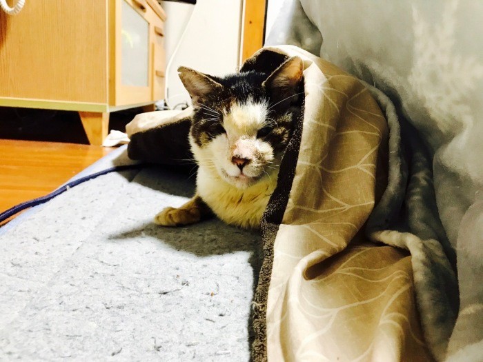 コタツで。「ぬくぬくする」（ときえさん提供）