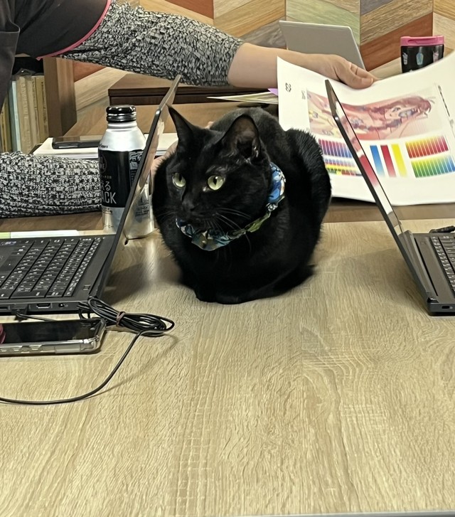 営業部長の指だけを時々甘噛みするという黒猫のおはぎちゃん（「しまや出版 癒し課」提供）