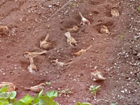 後日、14羽のスズメでにぎわった花壇（画像提供：さっつーさん）