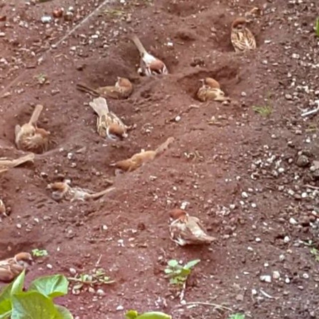 後日、14羽のスズメでにぎわった花壇（画像提供：さっつーさん）