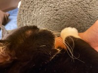 もんたくんのほっぺ、クレヨンしんちゃんみたい？（提供写真）