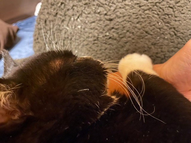 もんたくんのほっぺ、クレヨンしんちゃんみたい？（提供写真）