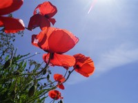 名字が変わって15年。変化し続けた新姓・旧姓との私の関係