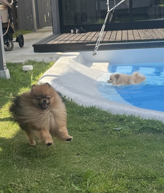 その横を元気に駆けぬけていくミルモくんなのでした（画像提供：ミルモとポン！さん）