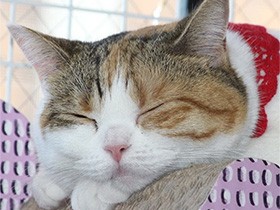 ペットロスだったわが家に灯りをともしたマンチカンの「ほたる」