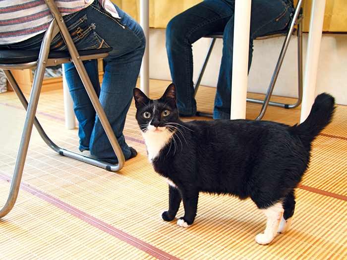 カウンセリング中、足元でタロー君がスタンバイ