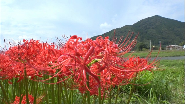 まるで赤いじゅうたん、ヒガンバナが見頃　岡山・真庭市