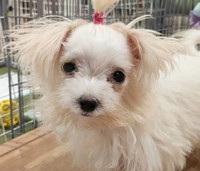生まれながらにして重篤な持病を持っていたマルチーズのふうちゃん