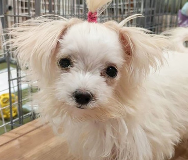 生まれながらにして重篤な持病を持っていたマルチーズのふうちゃん