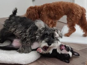 外では震えるのに家ではかみ付くシュナウザー　飼い主さんの「遠慮メンタル」が原因？