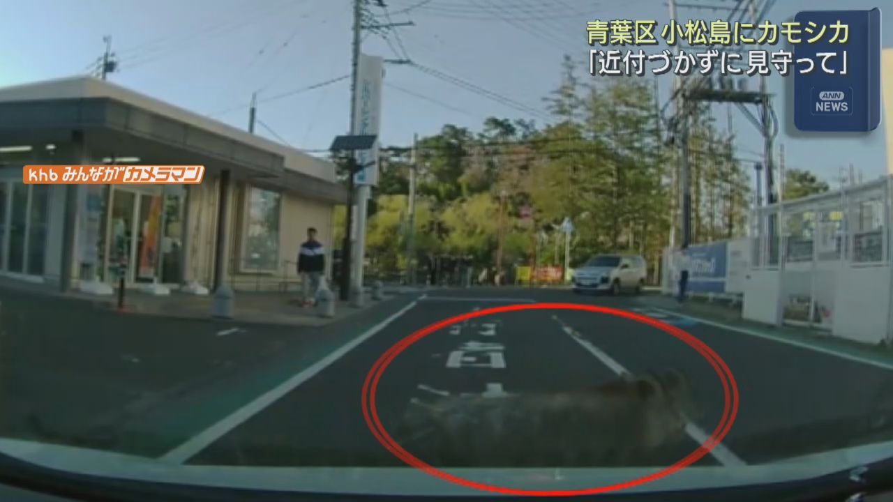 住宅街でニホンカモシカが目撃される　仙台・青葉区