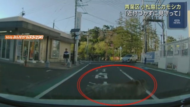 住宅街でニホンカモシカが目撃される　仙台・青葉区