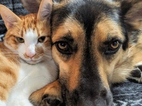 猫を育てた大型犬、余命宣告された保護犬…　２０２０年読まれた記事ベスト５　犬編
