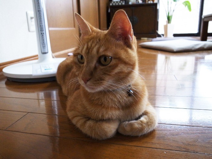 香箱座りでくつろぐライト