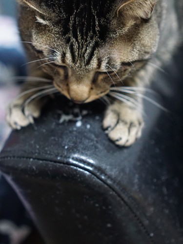 はっぴーの一番のお気に入りのは革のソファ