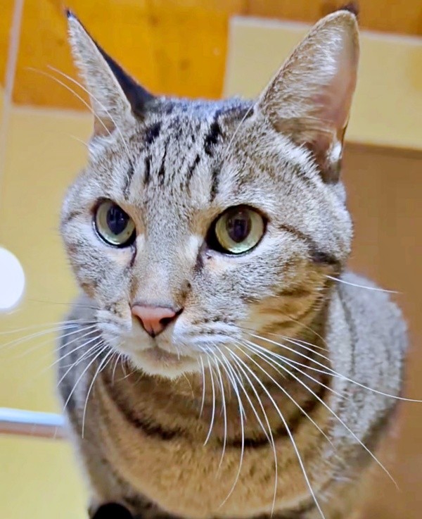 甘えん坊で食いしん坊のゆずちゃん（画像提供：Instagram／@neco_nekotaroさん）