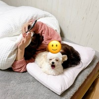 枕の上に乗ってお母さんと一緒に眠るにこちゃん（画像提供：ひつじにこさん）