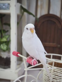 「セキセイインコとオカメインコがいます」（提供：ぴよ@カエルと暮らすさん）