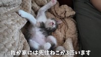 今ではすっかりリラックスしています（提供：おかゆ生活さん）