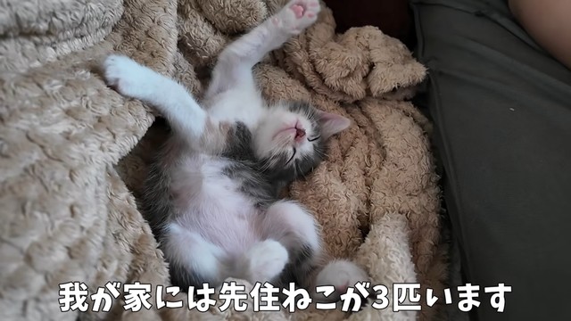 今ではすっかりリラックスしています（提供：おかゆ生活さん）