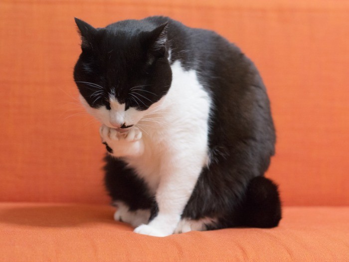 指の間もていねいにお手入れ（小林写函撮影）